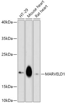 MARVELD1 Antibody in Western Blot (WB)
