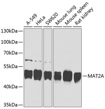 MAT2A Antibody in Western Blot (WB)
