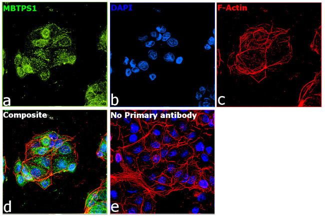 MBTPS1 Antibody in Immunocytochemistry (ICC/IF)