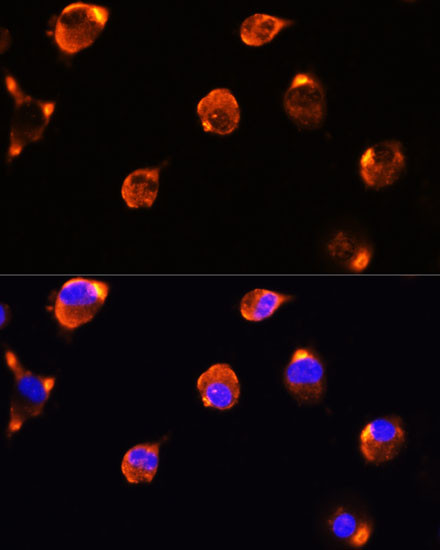 MFGE8 Antibody in Immunocytochemistry (ICC/IF)