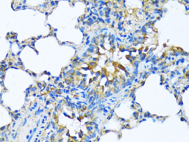 MFGE8 Antibody in Immunohistochemistry (Paraffin) (IHC (P))