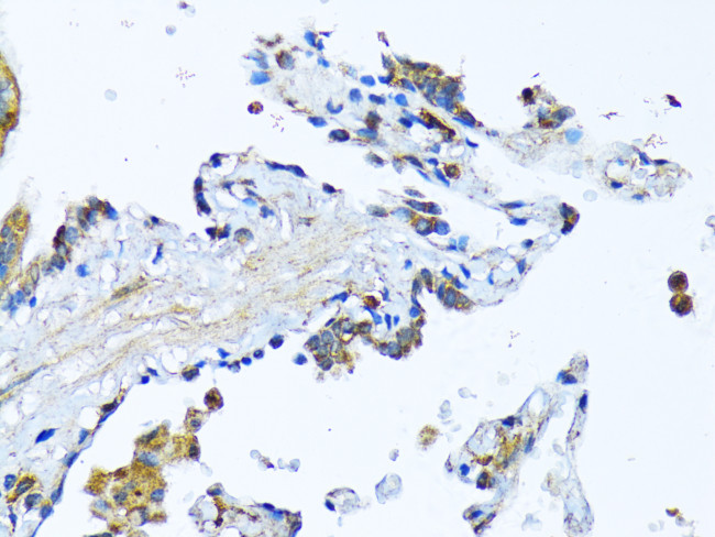 MFGE8 Antibody in Immunohistochemistry (Paraffin) (IHC (P))