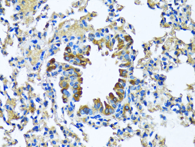 MFGE8 Antibody in Immunohistochemistry (Paraffin) (IHC (P))