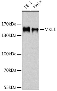 MKL1 Antibody in Western Blot (WB)