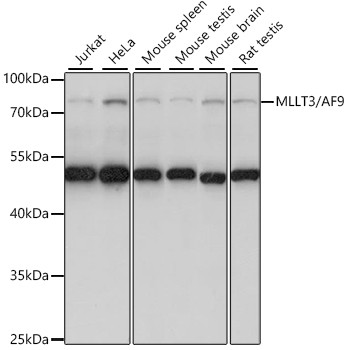 AF9 Antibody in Western Blot (WB)