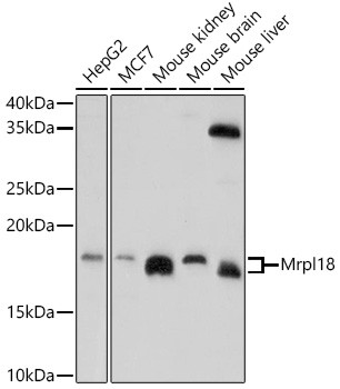 MRPL18 Antibody in Western Blot (WB)