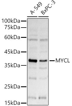 L-Myc Antibody in Western Blot (WB)