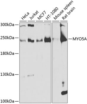 MYO5A Antibody in Western Blot (WB)