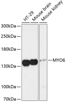 MYO6 Antibody in Western Blot (WB)