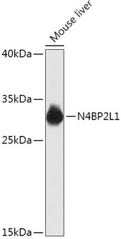 N4BP2L1 Antibody in Western Blot (WB)