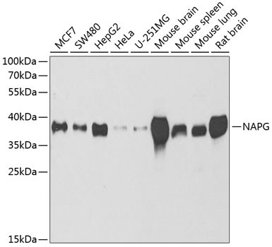 NAPG Antibody in Western Blot (WB)