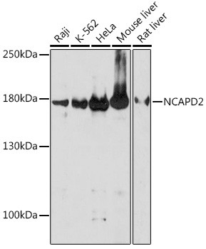 NCAPD2 Antibody in Western Blot (WB)