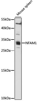 NFAM1 Antibody in Western Blot (WB)