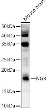 NGB Antibody in Western Blot (WB)