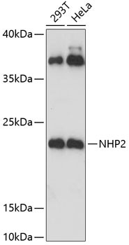 NHP2 Antibody in Western Blot (WB)