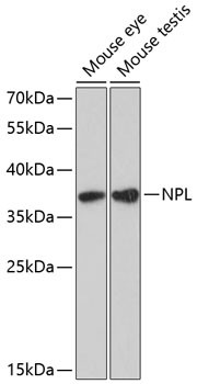 NPL Antibody in Western Blot (WB)