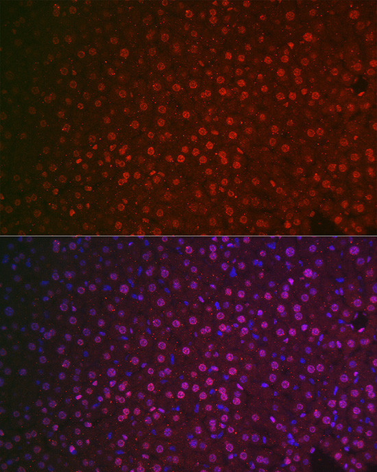 NR5A2 Antibody in Immunocytochemistry (ICC/IF)