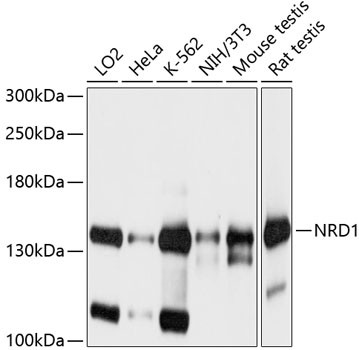 NRD1 Antibody in Western Blot (WB)