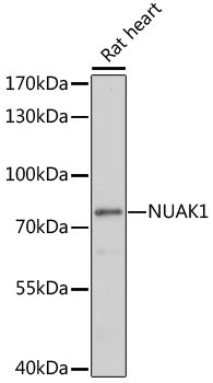 ARK5 Antibody in Western Blot (WB)