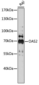 OAS2 Antibody in Western Blot (WB)