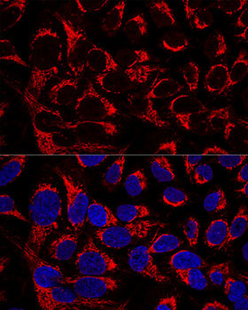 OCIAD1 Antibody in Immunocytochemistry (ICC/IF)