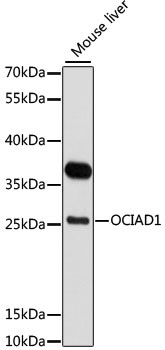 OCIAD1 Antibody in Western Blot (WB)