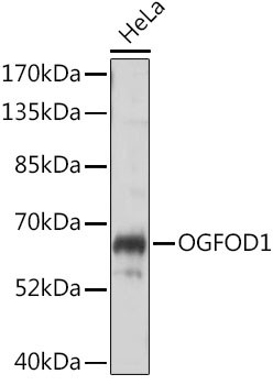 OGFOD1 Antibody in Western Blot (WB)