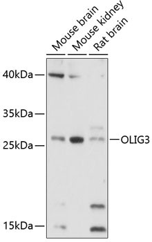 OLIG3 Antibody in Western Blot (WB)