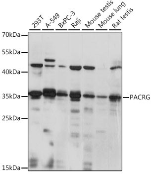 PACRG Antibody in Western Blot (WB)