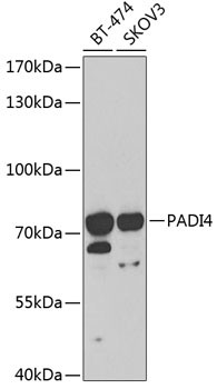 PADI4 Antibody in Western Blot (WB)