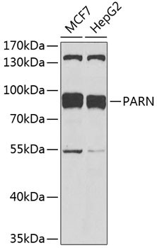 PARN Antibody in Western Blot (WB)