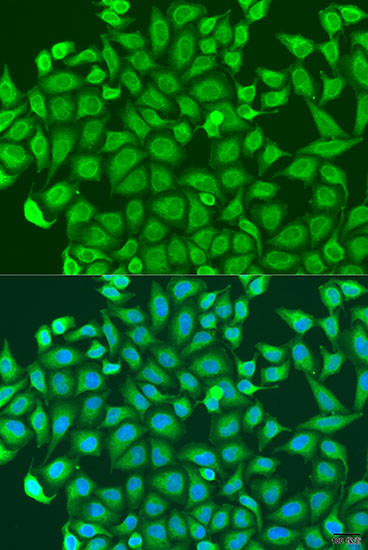 PCDHA6 Antibody in Immunocytochemistry (ICC/IF)