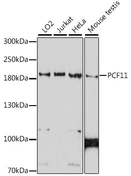 PCF11 Antibody in Western Blot (WB)