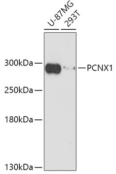 PCNX Antibody in Western Blot (WB)