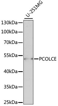 PCOLCE Antibody in Western Blot (WB)