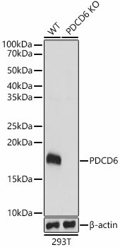 PDCD6 Antibody in Western Blot (WB)