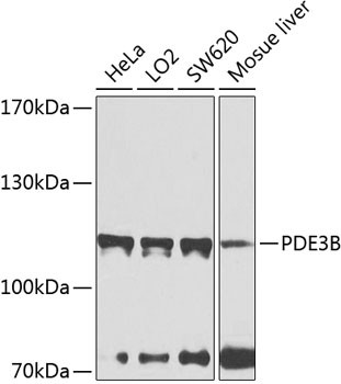 PDE3B Antibody in Western Blot (WB)