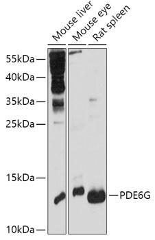 PDE6G Antibody in Western Blot (WB)