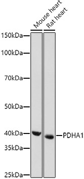 PDHA1 Antibody in Western Blot (WB)