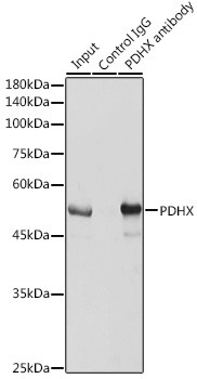 PDHX Antibody in Immunoprecipitation (IP)