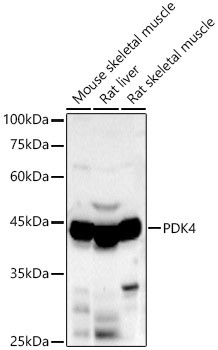 PDK4 Antibody in Western Blot (WB)