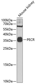 PECR Antibody in Western Blot (WB)