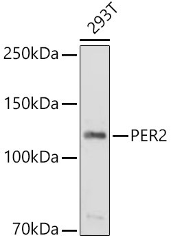 PER2 Antibody in Western Blot (WB)