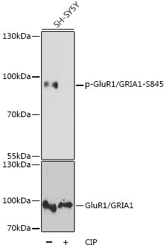 Phospho-GluR1 (Ser845) Antibody in Western Blot (WB)