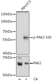 Phospho-PAK2 (Ser20) Antibody in Western Blot (WB)
