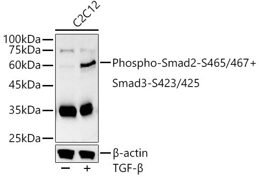 Phospho-SMAD2/SMAD3 (Ser465, Ser467, Ser423, Ser425) Antibody in Western Blot (WB)