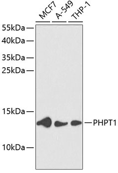 PHPT1 Antibody in Western Blot (WB)