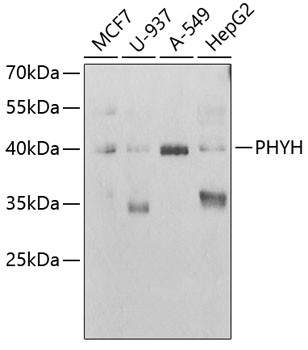 PHYH Antibody in Western Blot (WB)