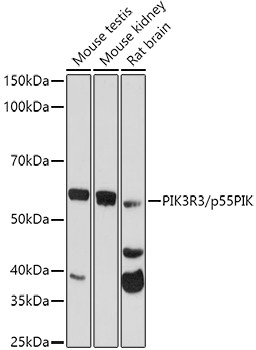 PI3K p55 gamma Antibody in Western Blot (WB)