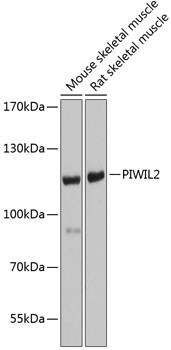 PIWIL2 Antibody in Western Blot (WB)